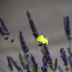 Gelber Schmetterling auf lila Lavendel Makrofoto Kissen