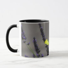 Gelber Schmetterling auf lila Lavendel Makrofoto