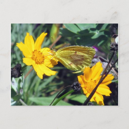 Gelber Schmetterling auf orangefarbenen Blume Postkarte (Vorderseite)