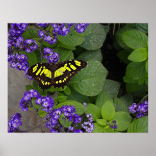 Gelber Schmetterling auf violettem Blumen-Druck Poster