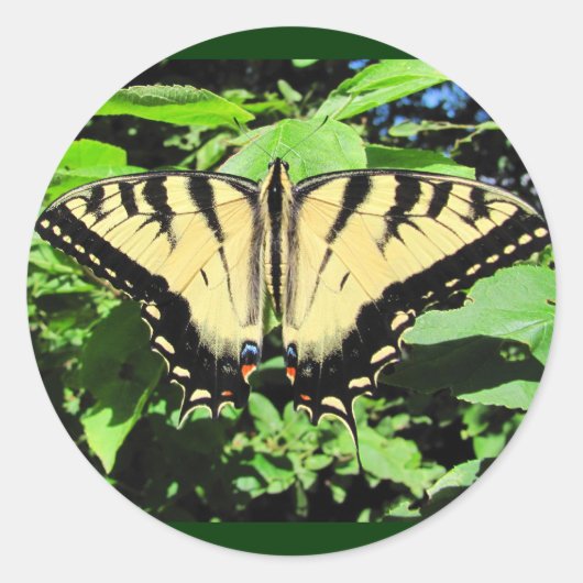 Gelber Schmetterling ~ Aufkleber (Vorderseite)