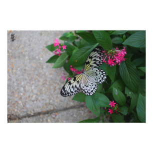 Gelber Schmetterling Fotodruck