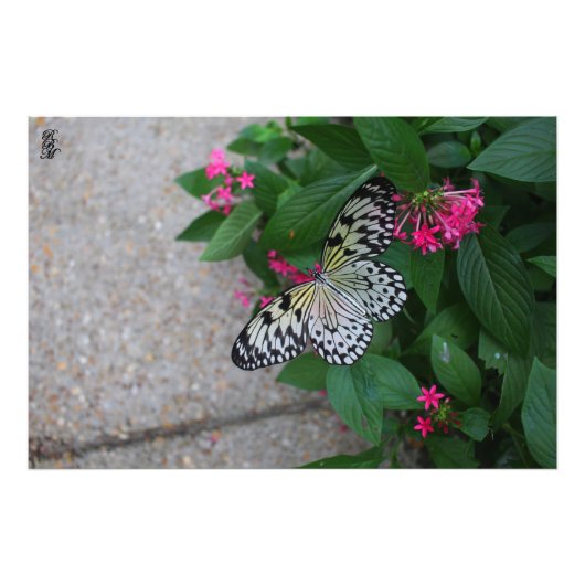 Gelber Schmetterling Fotodruck (Vorne)