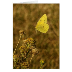 Gelber Schmetterling Herbstblumen 