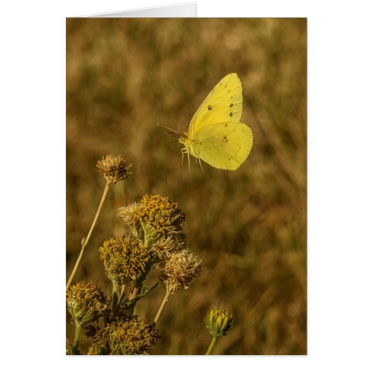 Gelber Schmetterling Herbstblumen  (Vorne)