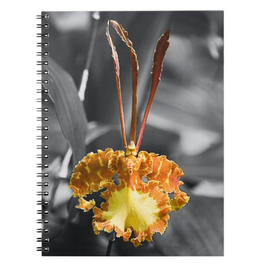 Gelber Schmetterling Orchid-Blume Notizblock (Vorderseite)