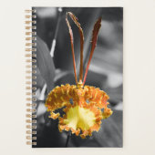 Gelber Schmetterling Orchid-Blume Planer (Vorderseite)