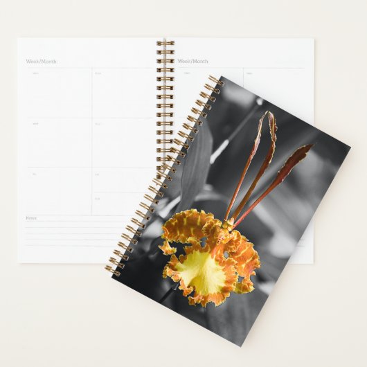 Gelber Schmetterling Orchid-Blume Planer (Anzeige)