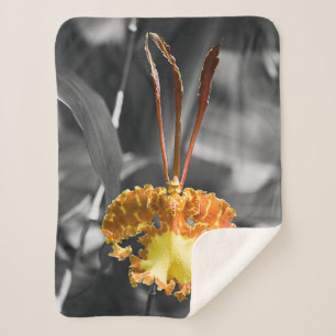 Gelber Schmetterling Orchid-Blume Sherpadecke
