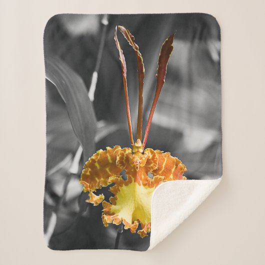 Gelber Schmetterling Orchid-Blume Sherpadecke (Vorderseite)