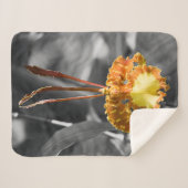 Gelber Schmetterling Orchid-Blume Sherpadecke (Vorderseite (Horizontal))