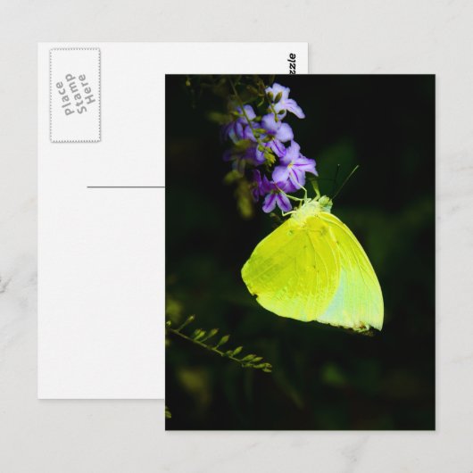 Gelber Schmetterling - Postkarten (Vorne/Hinten)