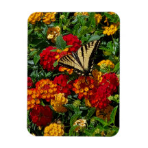 gelber Schwalbenschwanz Schmetterling orange & rot