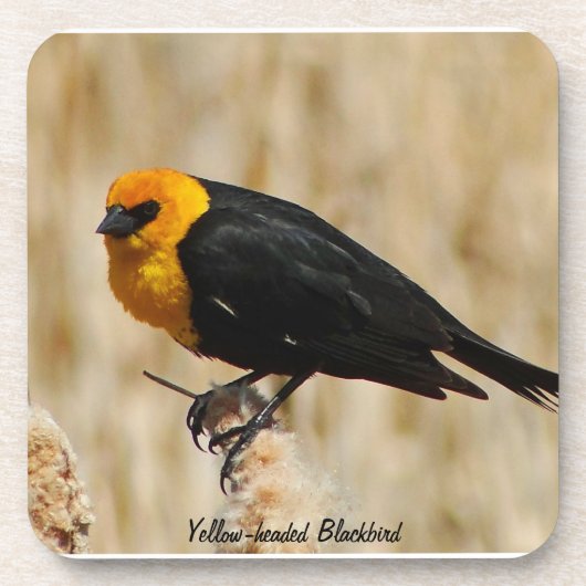 Gelber Schwarzvogel-Untersetzer Getränkeuntersetzer (Vorderseite)