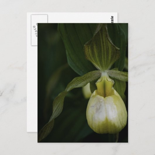 Gelber Slipper 2 Postkarte (Vorne/Hinten)