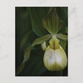 Gelber Slipper 2 Postkarte