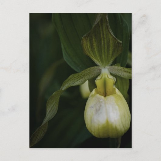 Gelber Slipper 2 Postkarte (Vorderseite)