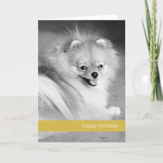 Gelber Spitz Happy Birthday Card Karte (Vorderseite)