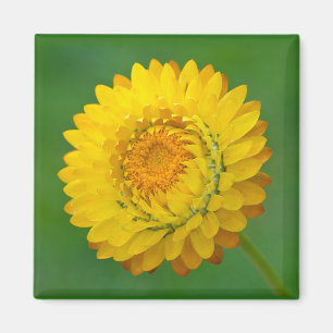 Gelber Strawflower quadratischer Magnet