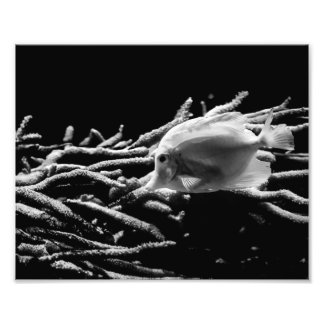 Gelber Tangfisch mit Koralle - Foto drucken