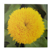 Gelber Teddybär Sonnenblume Fliese (Vorderseite)