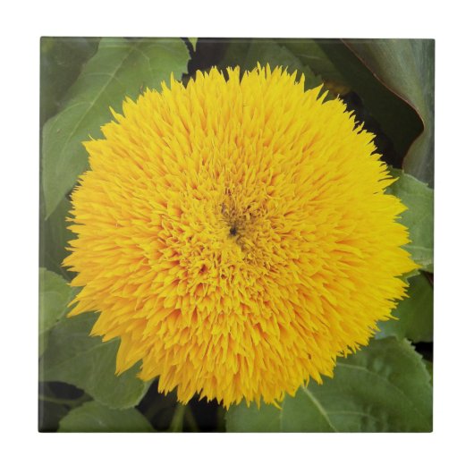 Gelber Teddybär Sonnenblume Fliese (Vorderseite)