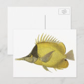 Gelber tropischer Chelmon Longirostris, Vintager F Postkarte (Vorne/Hinten)