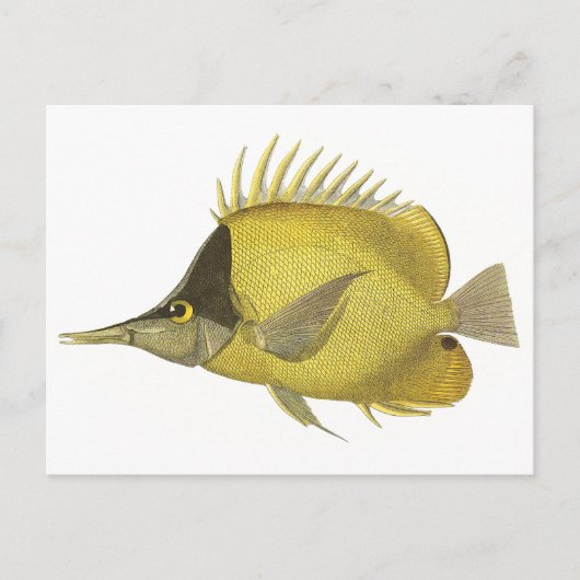 Gelber tropischer Chelmon Longirostris, Vintager F Postkarte (Vorderseite)