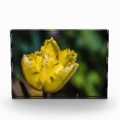 Gelber Tulip Fotoblock (Vorderseite)