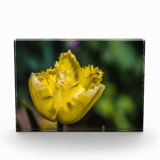 Gelber Tulip Fotoblock (Vorderseite)