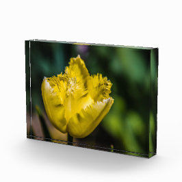 Gelber Tulip Fotoblock