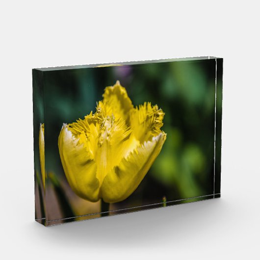 Gelber Tulip Fotoblock (Links)