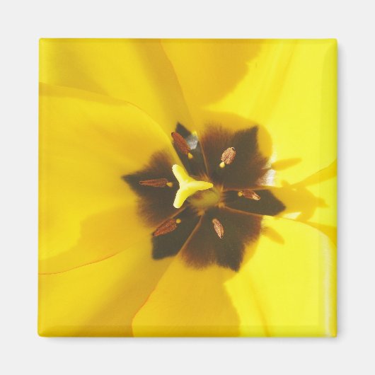 Gelber Tulip Freigestelltes Magnet (Vorne)