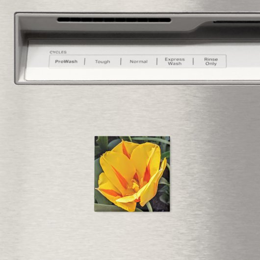 Gelber Tulip im Blumenmagnet Magnet (In Situ (Geschirrspüler))