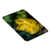 Gelber Tulip Magnet (Rechte Seite)