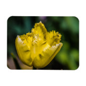 Gelber Tulip Magnet (Horizontal)