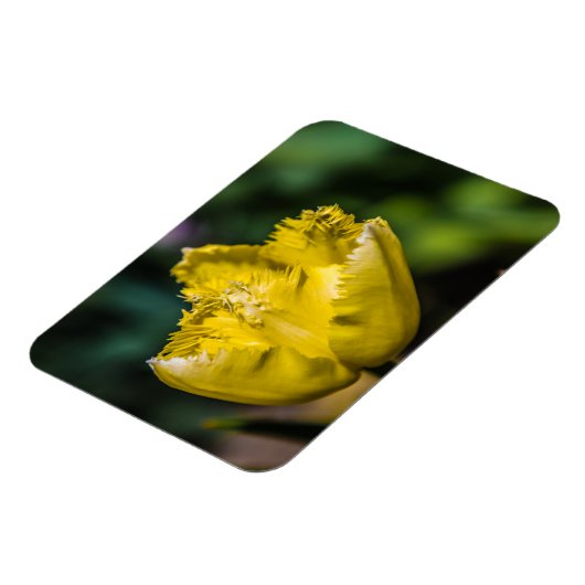 Gelber Tulip Magnet (Linke Seite)