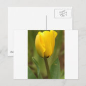 Gelber Tulip Postkarte (Vorne/Hinten)