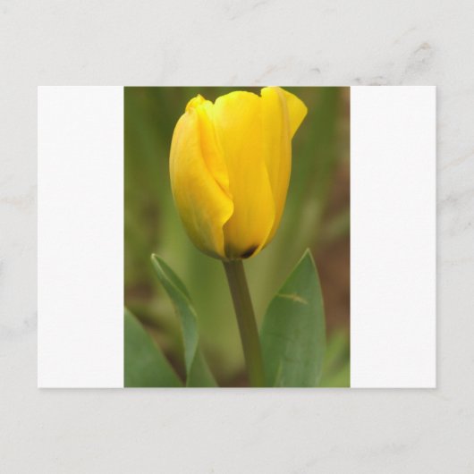 Gelber Tulip Postkarte (Vorderseite)