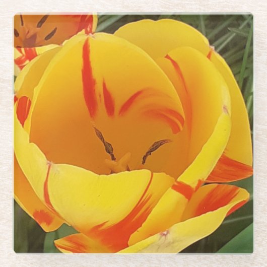 Gelber Tulip-Untersetzer Glasuntersetzer (Vorderseite)