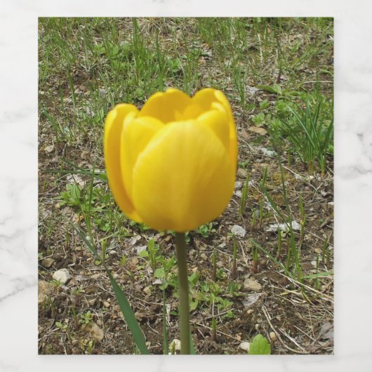 Gelber Tulip Weinetikett (Einzelnes Label)