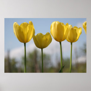 Gelber Tulpe-Druck Poster