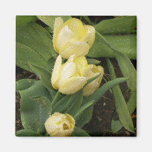 Gelber Tulpe-Magnet Magnet