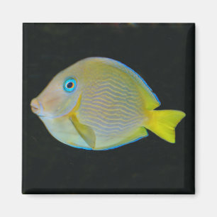 Gelber und blauer Fischmagnet Magnet