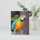 Gelber und blauer Riesenvogel Postkarte (Stehend Vorderseite)