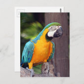 Gelber und blauer Riesenvogel Postkarte (Vorne/Hinten)