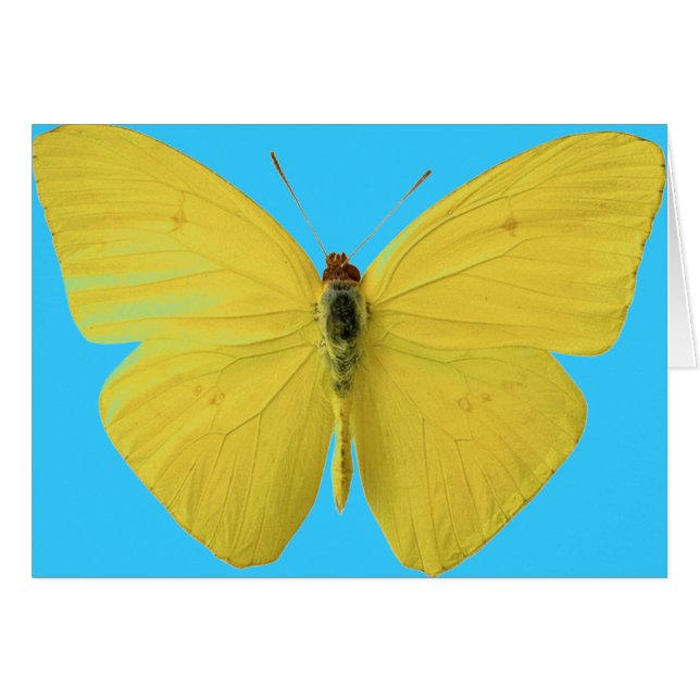 Gelber und blauer Schmetterling (Vorderseite (Horizontal))