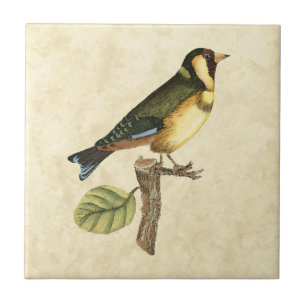 Gelber und grüner Vogel gehockt auf einer kleinen Fliese