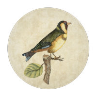 Gelber und grüner Vogel gehockt auf einer kleinen