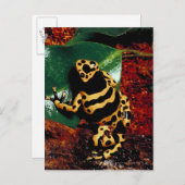 Gelber und Schwarzer Frosch Postkarte (Vorne/Hinten)